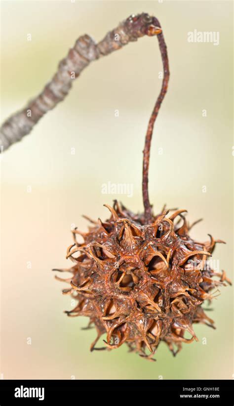 Tree With Spiked Balls Phenomenal Day By Day Account Picture Library