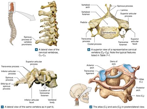 76 The Five Vertebral Regions—cervical Thoracic Lumbar Sacral And