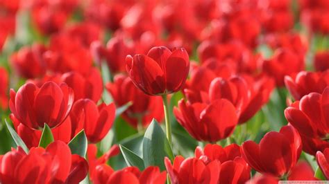 Red Tulip Wallpapers Wallpaper Cave