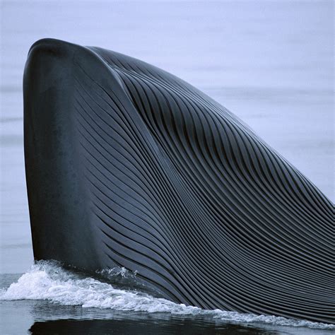 Worlds Biggest Whale