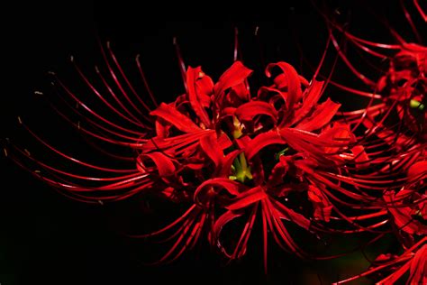 Red Spider Lily Wallpapers Wallpaper Cave