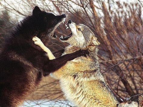 Lobos Peleando Negro Peleando Lobo Gris Fondo De Pantalla Hd Peakpx