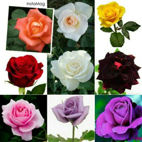 Gambar Bunga Mawar Aneka Warna Pickini