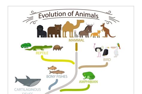 Biological Evolution Animals Scheme Custom Designed Graphics