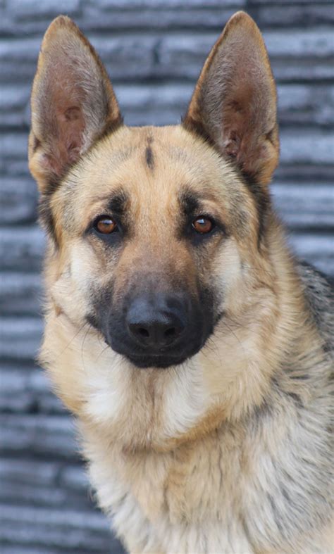 Westside German Shepherd Rescue Of Los Angeles