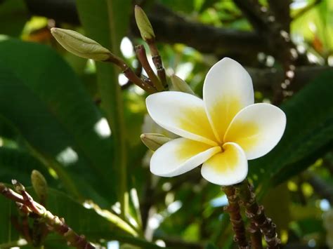 Plumeria Frangipani Hawaiian Lei Flower A To Z Flowers