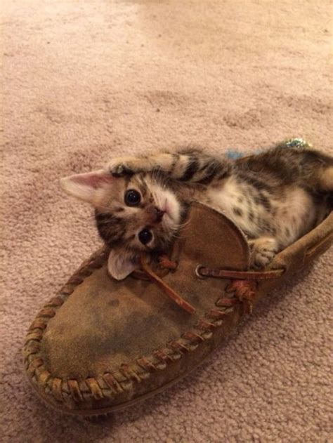 Adorable Little Kitten Playing In A Shoe Cute Little Kittens Kittens