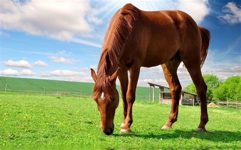 Images & pictures of horses horse wallpaper download 1638 photos. Cute Horse Wallpapers ·① WallpaperTag