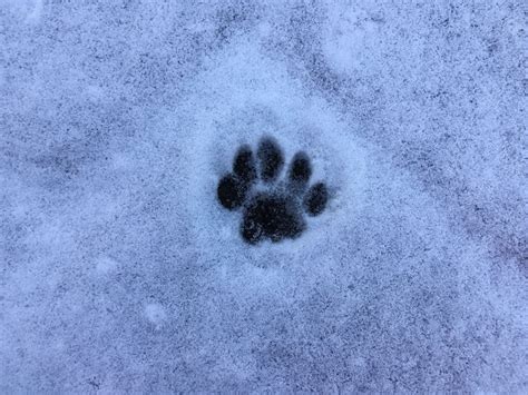 Took A Photo Of My Dogs Paw Print In The Snow Im In Love With The