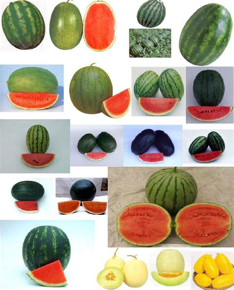 Different Types Of Watermelons Types Of Watermelon Exotic Fruit