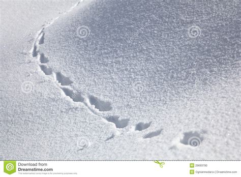Animal Tracks In The Snow Stock Photo Image 29693790