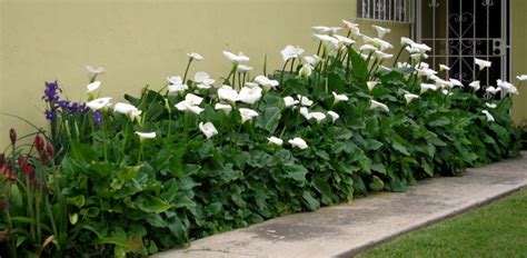 After the flower has died, off continue to grow the. I had these calla lilies in my side yard and always ...