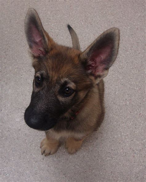 10 Week Old German Shepherd Puppies 10 Week Old German Shepherd