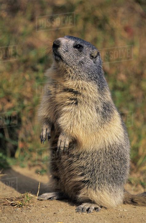 Alpine Marmot, Marmota marmota, adult standing up calling ...