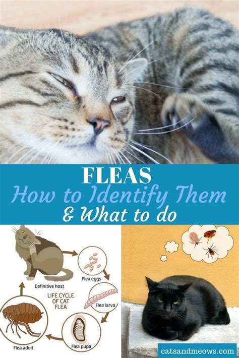 How Can I Tell If My Kitten Has Fleas Cat Meme Stock Pictures And Photos