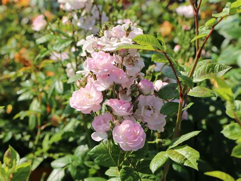 Ramblerrose Perennial Blush Schönste Rosen And Expertenwissen