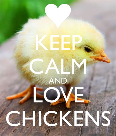 Keep Calm And Love Chickens Keep Calm And Love Keep Calm Chickens