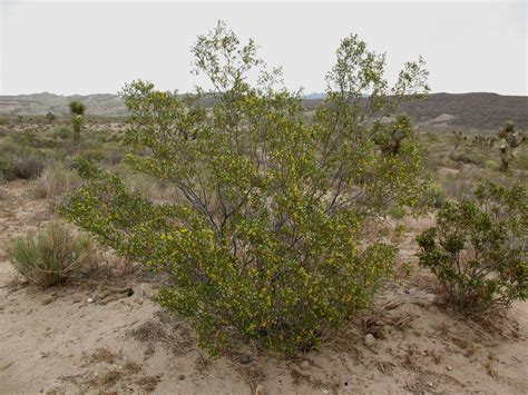 Creosote Bush