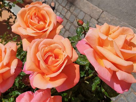 Fotos Gratis Flores Aterciopelado Capullos De Rosa Pétalo Hoja