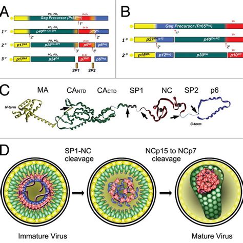 Structural Features Of Hiv Rsv And Mulv Nucleocapsid Proteins Rna