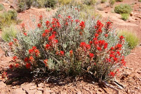 Arizona Desert Spring Flowers Arizona Wildflower Forecast Heres Why