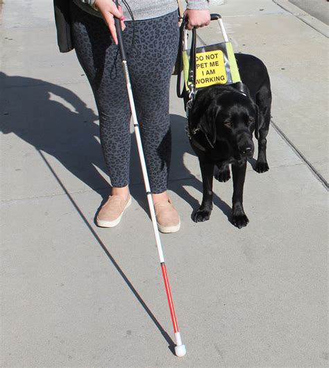 Skills Training For The Blind Cane Travel With Guide Dog Dayle