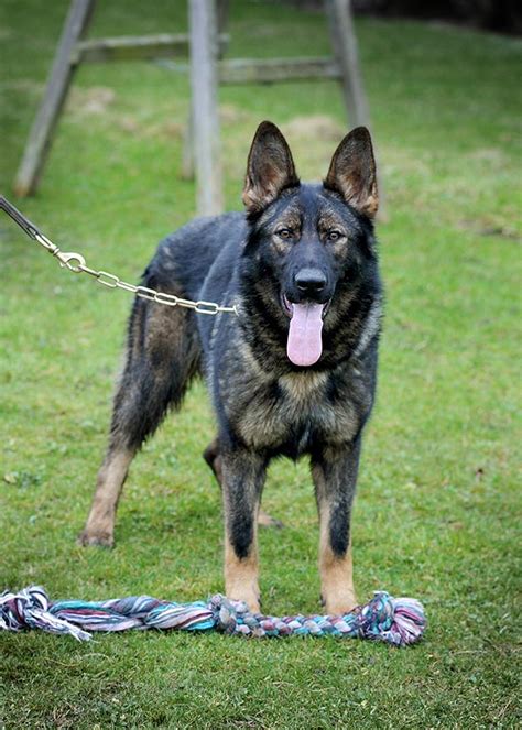 6 Month Old German Shepherd Behavior Dog Breed Information