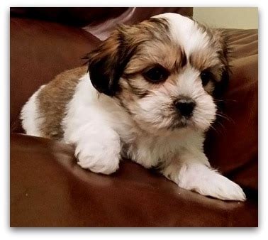 How big do teddy bear dogs get? Teddy Bear Puppies For Sale - Description Of Each Breed ...
