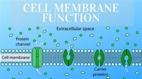 How Cell Membrane Function Structure Functions And Diagram Gambaran