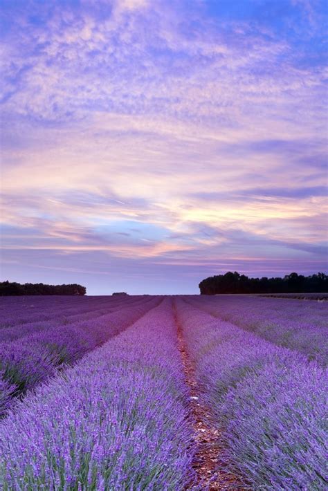 Lavender Flower Fields In 2020 Sunset Pictures Lavender Fields