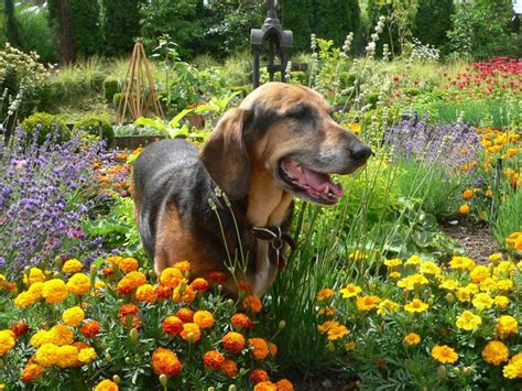 Ruthie In The Herb Garden At Willows Lodge Pet Friendly Hotels Furry