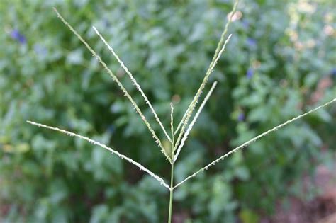 There are honeyflows and there are honeyflows. Crabgrass - Identification and Control | Walter Reeves ...