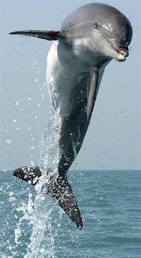 무료 이미지 바다 자연 대양 도약 점프하는 포유 동물 뛰기 물고기 수영 선박 척골가 있는 기운찬 해양