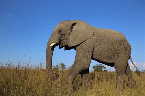 Wildlife Wildlife Photography Of Gray Elephant Elephant Image Free Photo