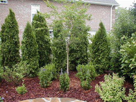 Buy fast growing privacy trees online with delivery right to your door. 404 Not Found | Backyard trees, Privacy landscaping ...