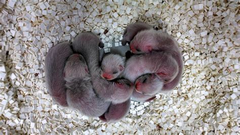 black footed ferret newborn kits critter babies