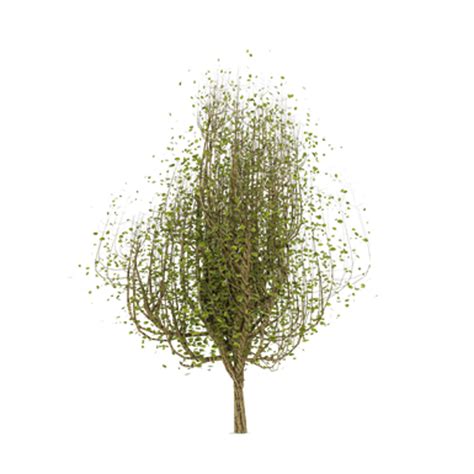 Bim Object Trees Linden Tree Plants Polantis Revit Archicad