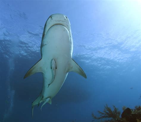 Meet The Tiger Sharks Of Tiger Beach Bahamas Shark Diving Pros