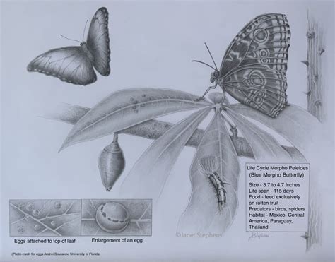 Life Cycle Of Blue Morpho Butterfly From The Exhibition 2022 Juried