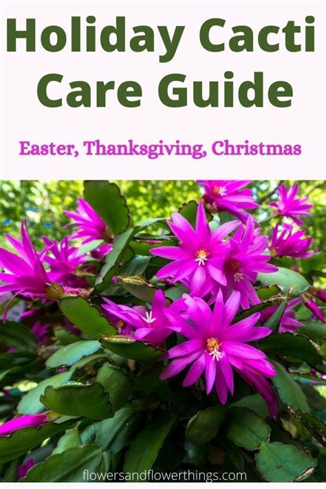 Holiday Cactus Easter Thanksgiving And Christmas Care Guide