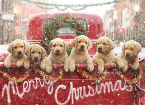 Merry Christmas Christmas Puppy Christmas Animals Dogs