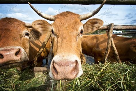 Cows Eating Straw Containing Livestock Cow And Brown High Quality