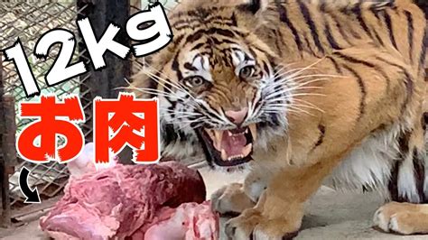 【閲覧注意】トラに肉の塊を与えたら衝撃の結末！！tiger Got 12kg Meat Youtube