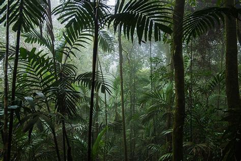 What Is A Tropical Rainforest Climate Worldatlas Images And Photos Finder