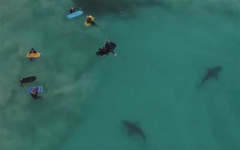 Drone Captures Hundreds Of Sharks Swimming Beneath Unsuspecting