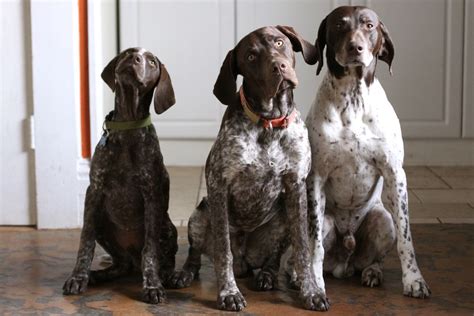Two Is Enough German Shorthaired Pointer Dog German Shorthaired