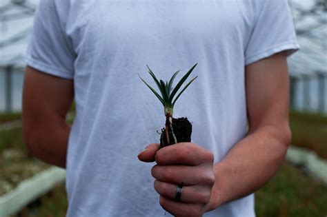 Joshua Tree Medium Tree Seedling