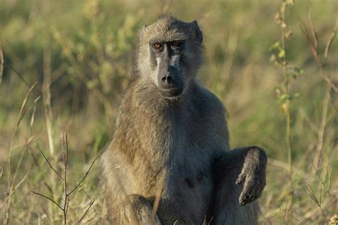 Baboon Of Botswana Photograph By Douglas Wielfaert Pixels