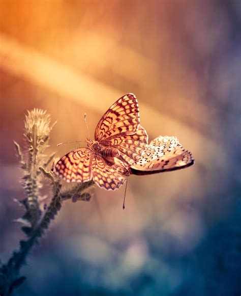 Two Butterflies In Love Stock Photo Image Of Orange 38992262