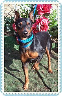 Use the search tool below and browse adoptable. Lovables: Marietta, GA - Miniature Pinscher. Meet MANNY a ...